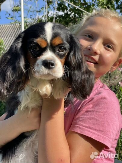 Девочка-щенок кавалер кинг чарльз спаниель