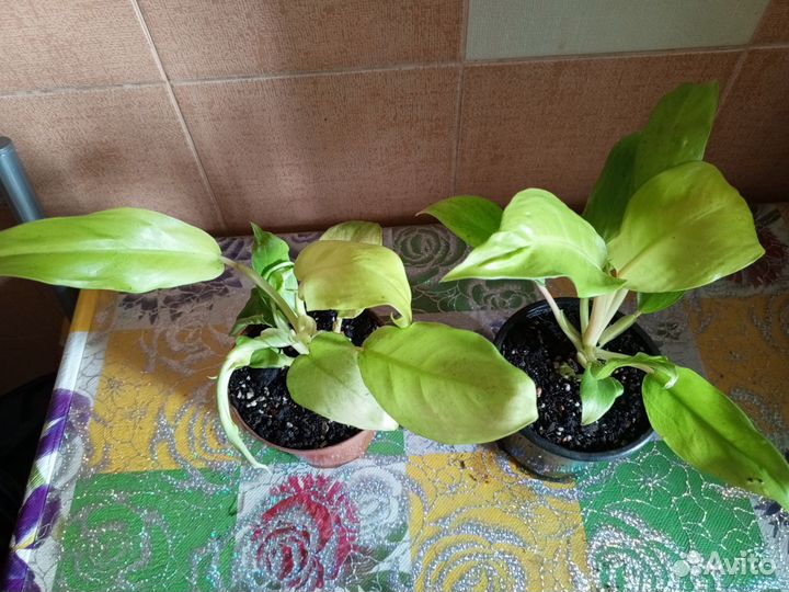 Филодендроны