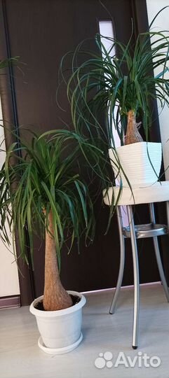 Бокарнея, нолина, бутылочное дерево