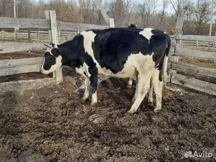 Коровы быки телки