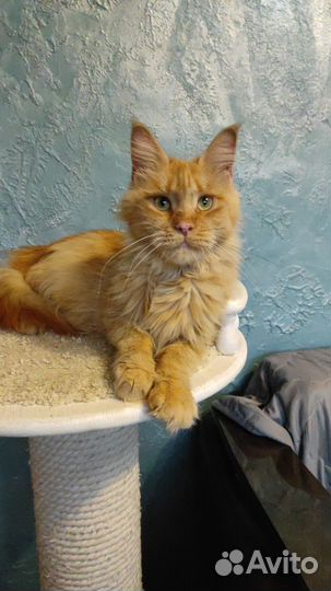 Кошечки мейн-кун