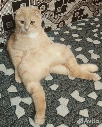 Передержка животных