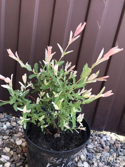 Декоративные кустарники и лианы