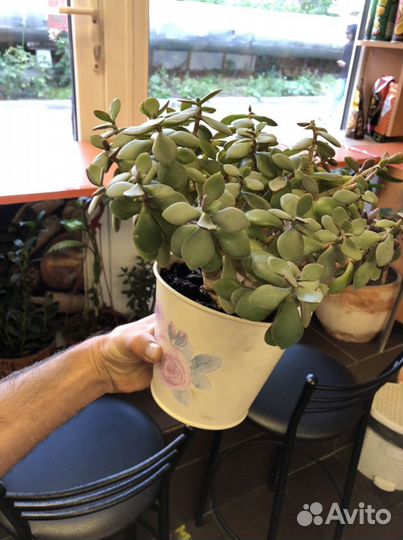 Дерево счастья