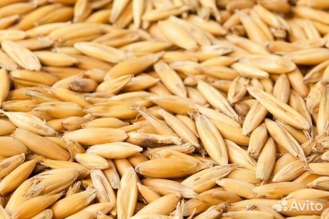 Продам ячмень, овёс и пшеницу