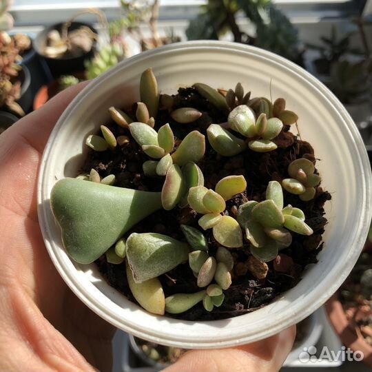 Адромискусы, детки