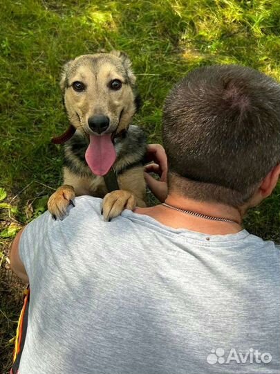 Ласковые щенульки