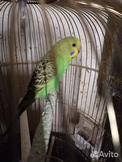 Птенцы волнистый попугай