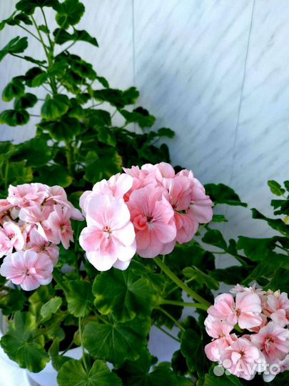 Пеларгония герань