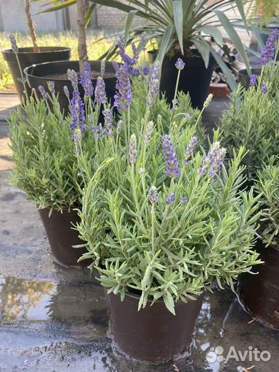 Саженцы, плодовые кустарники, декоративные,хвойные