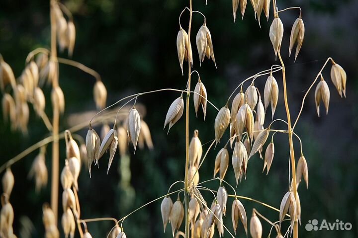 Продается овес с горохом