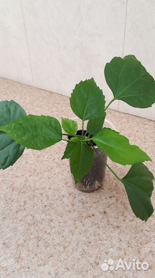 Гибискус комнатный (китайская роза)