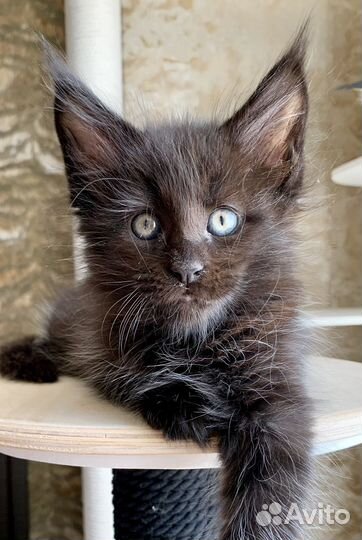 Котята мейн-кун