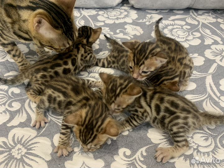 Бенгальские котята