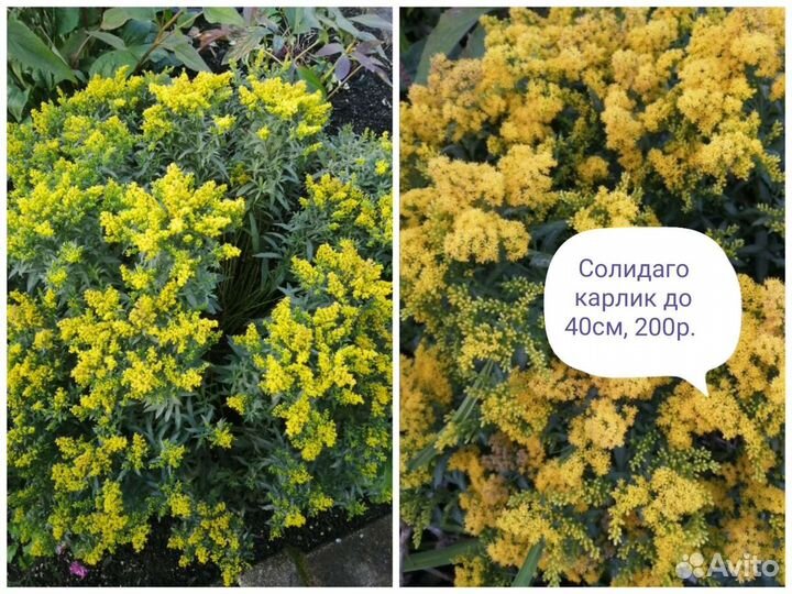 Солидаго сорт, Нана, карлик