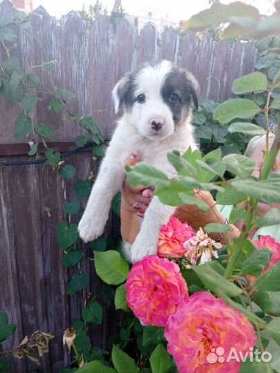 Вислоухая девочка