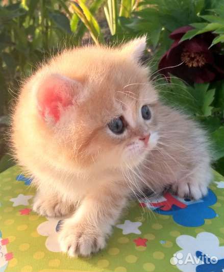 Британский золотой мальчик