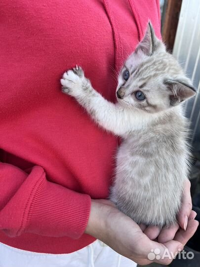 Бенгальская кошка