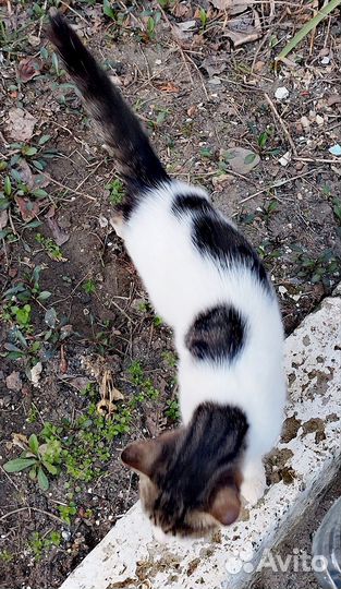 Европейская кошка