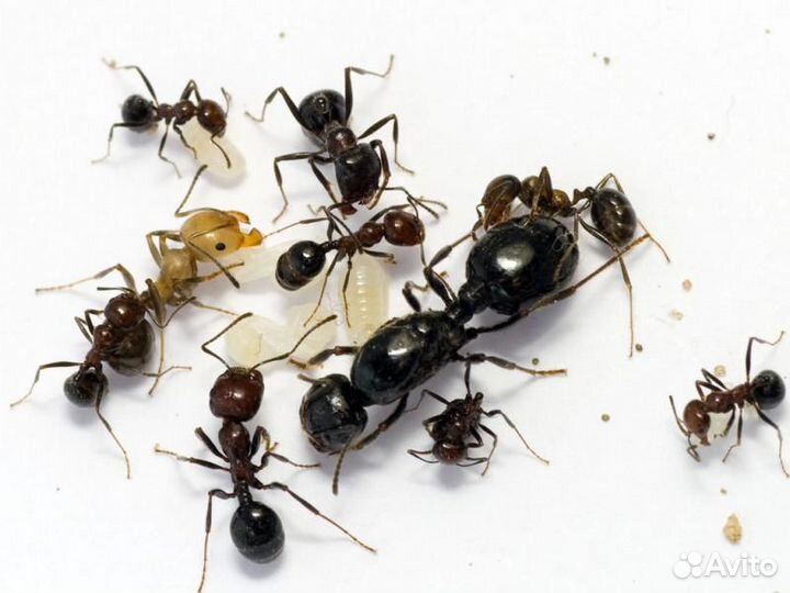 Муравьи Messor structor Жнецы