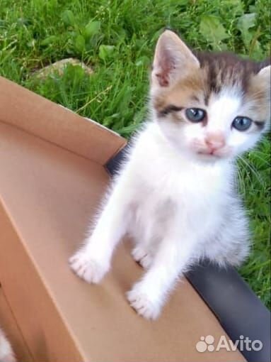 Котенок в добрые ручки