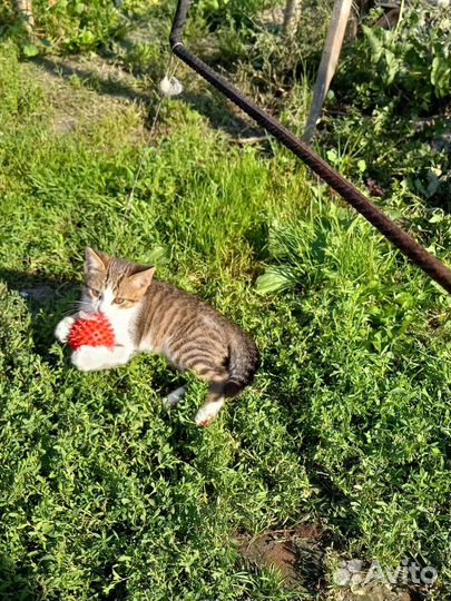 Котята от кошки крысоловки
