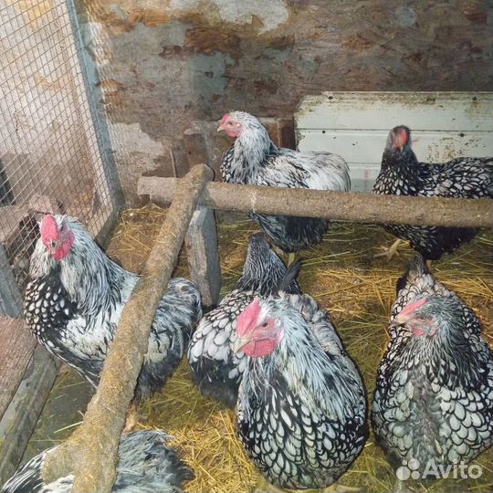 Куры виандот