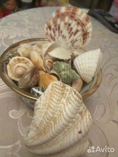Раковины морские
