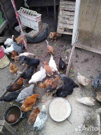 Куры молодки домашние