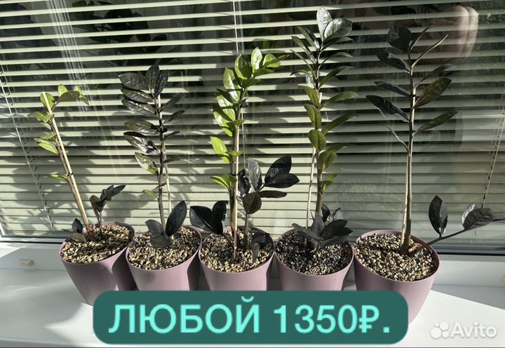 Замиокулькас Black raven (блэк равен)