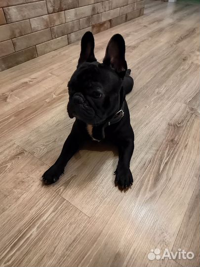 Французский бульдог