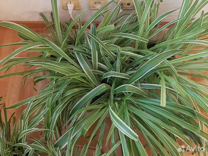 Хлорофитум