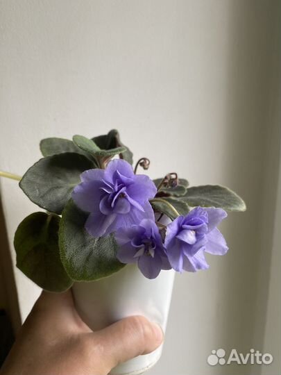 Фиалка Голубая