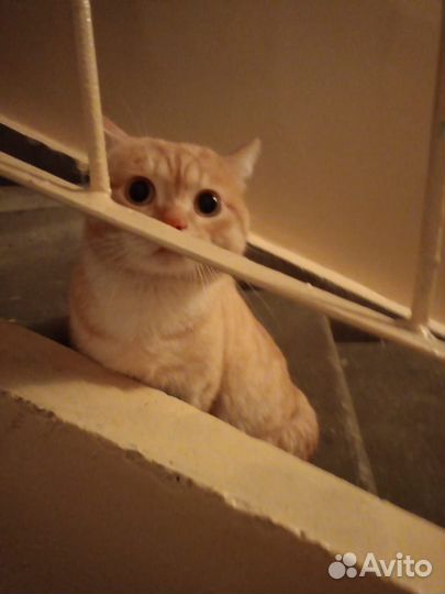 Кот сидит в подъезде, ищет хозяев