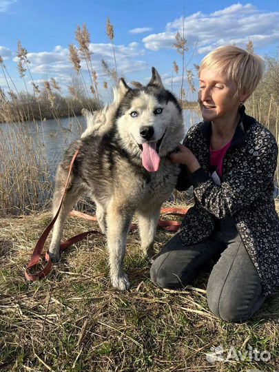 Сибирский хаски