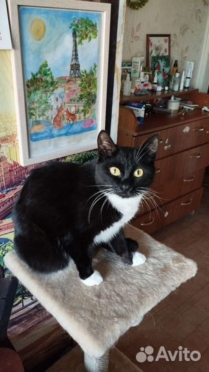 Отдам котов в хорошие руки в связи с переездом