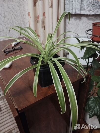 Хлорофитум