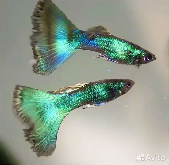 Гуппи малахит