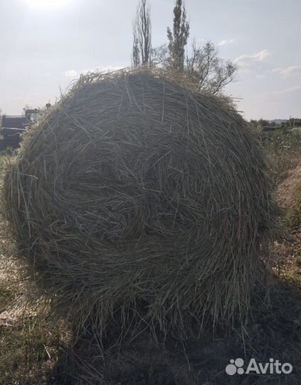 Сено луговое