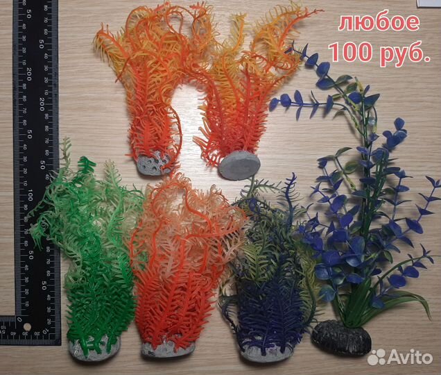 Креветки вишня, криптокарина и элодея