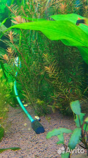 Растения для аквариума и украшения