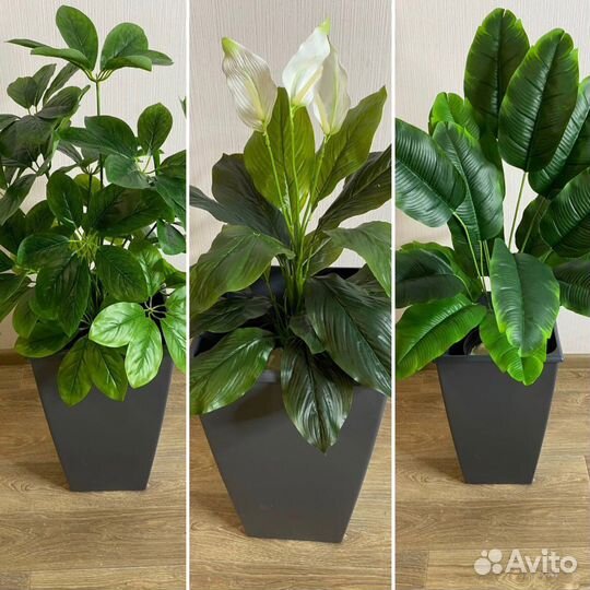 Шефлера, стрелиция искусственные