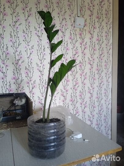 Замиокулькас