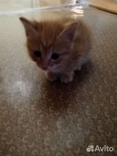 Рыжий котенок в добрые руки бесплатно