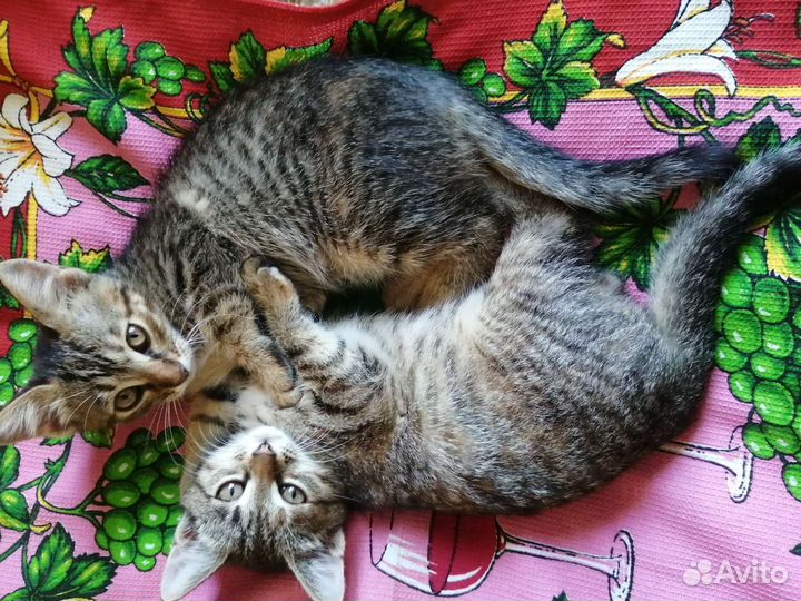 Кошки в добрые руки бесплатно