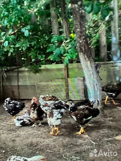 Цыплята ливенская ситцевая