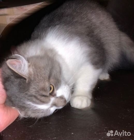 Кот котенок