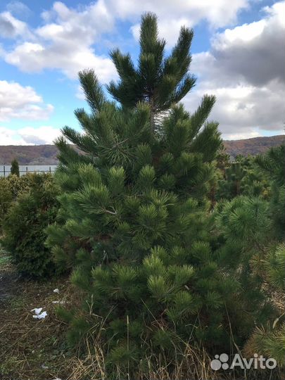 Сосна черная