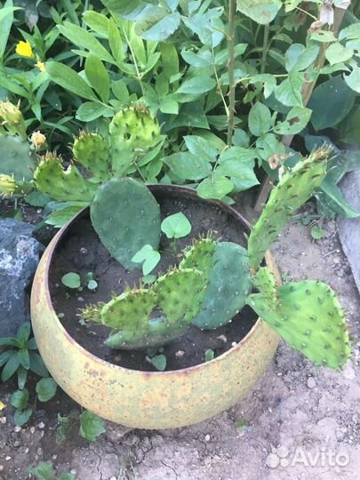 Садовые растения. Кактус.Опунция