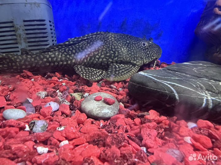 Парчовый сом